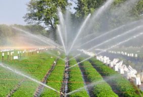 Công dụng của dây tưới phun mưa trong hệ thống tưới nông nghiệp